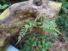 Pleopeltis buchtienii