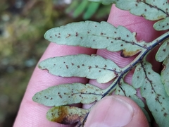 Pleopeltis buchtienii