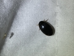 Thermonectus basillaris