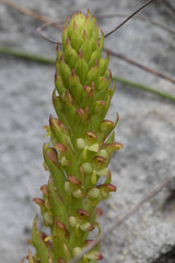 Disa densiflora