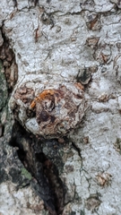 Pseudomyrmex simplex