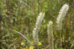Sanguisorba canadensis