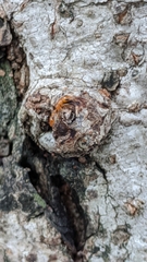 Pseudomyrmex simplex