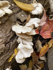 Favolus spatulatus