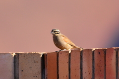 Emberiza capensis reidi