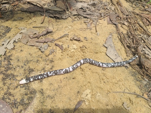 Speckled Worm Lizard