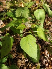 Ageratina roanensis
