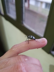 Poecilesthus fasciatus