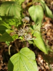 Ageratina roanensis