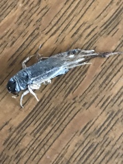 Neoscapteriscus borellii