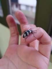 Poecilesthus fasciatus