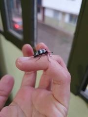 Poecilesthus fasciatus