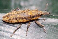 Lixus subtilis