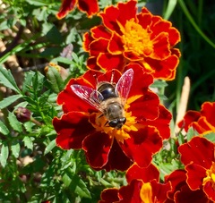 Eristalis tenax