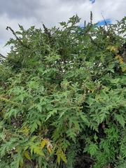 Ambrosia arborescens