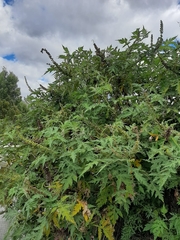 Ambrosia arborescens