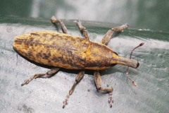 Lixus subtilis