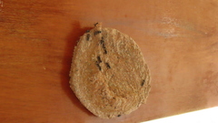 Metapolybia