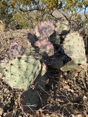 Opuntia azurea diplopurpurea