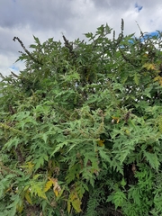 Ambrosia arborescens