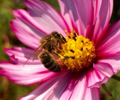 Apis mellifera