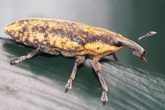 Lixus subtilis
