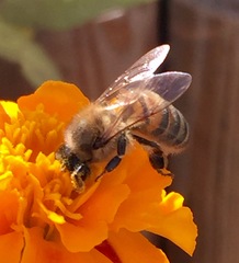 Apis mellifera