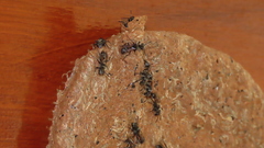 Metapolybia