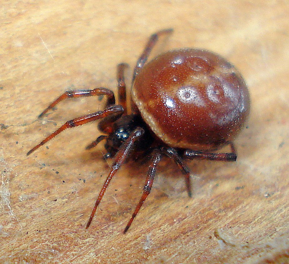 Rabbit Hutch Spider
