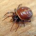 Rabbit Hutch Spider - Photo (c) Mick Talbot, some rights reserved (CC BY-NC-SA)