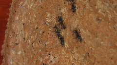 Metapolybia
