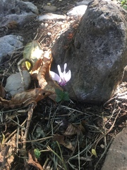 Cyclamen graecum