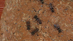 Metapolybia