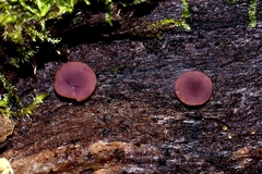 Geoscypha violacea