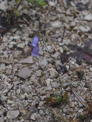 Campanula cespitosa