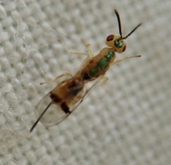Bootanomyia