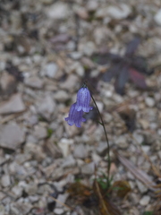 Campanula cespitosa
