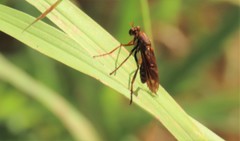 Blepharepium annulatum