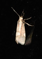 Cisthene conjuncta
