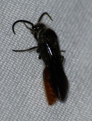 Sphaeropthalma marpesia