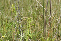 Solidago riddellii