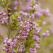 Erica manipuliflora - Photo 由 Stergios Vasilis 所上傳的 (c) Stergios Vasilis，保留部份權利CC BY-NC-ND