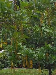 Lophanthera lactescens