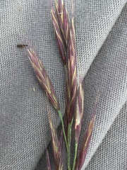 Bromus riparius