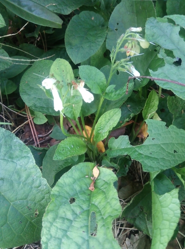Iberian comfrey (Symphytum ibericum)