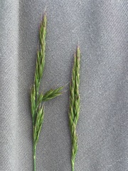 Festuca brunnescens