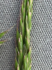 Festuca brunnescens