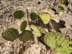 Opuntia strigil
