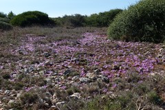 Colchicum filifolium