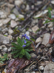 Polygala amara